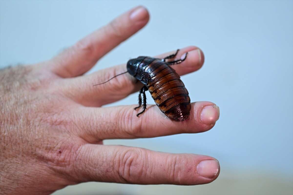 Antalya’da üretilen böcekler Konya’da köpek mamasına dönüşüyor 15